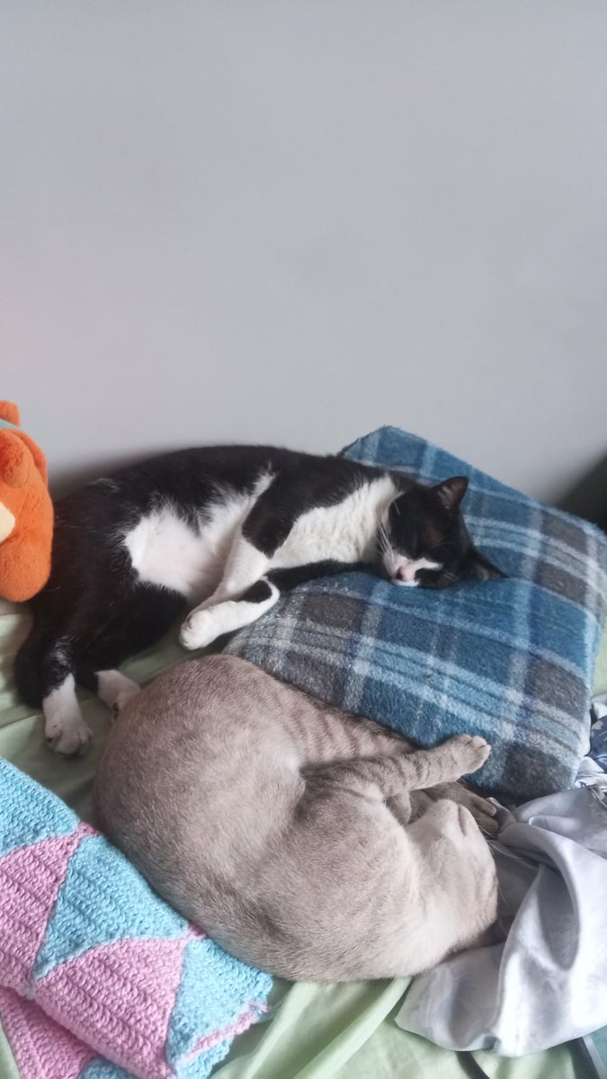_Mononoke__'s tweet photo. Todos os dias eu sinto a ausência do Percy. Acho que nada me atravessou de forma tão dolorosa quanto perder ele. https://t.co/zRwC2F28nf
