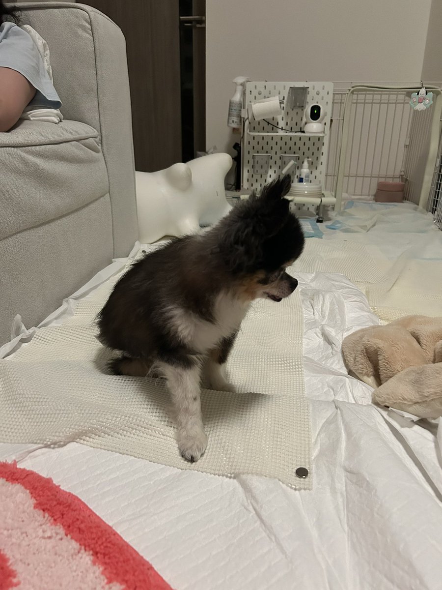 ojichankoinu's tweet photo. ぽっちゃんのかわいいポーズが撮れちゃった🐶
召喚！とか王手！とかカルタとかの加工をしたくなる😌
#おじいちゃんこいぬ https://t.co/s7VmB2yhq4