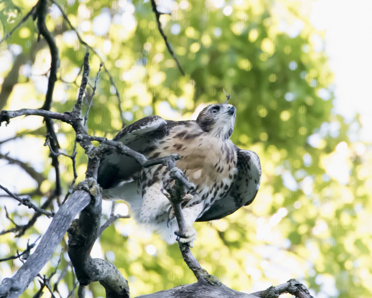 Boesephoto's tweet photo. This #RedTailedHawk has completed the preflight check
#HighPark #Toronto https://t.co/4k7CVlSbYY
