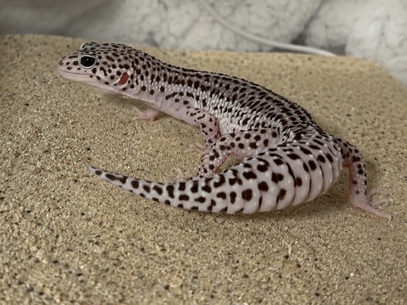 Lino_Gecko's tweet photo. 今日から仲間入り〜

 #レオパードゲッコー 
 #爬虫類好きさんと繋がりたい https://t.co/OKlHNVUzOP