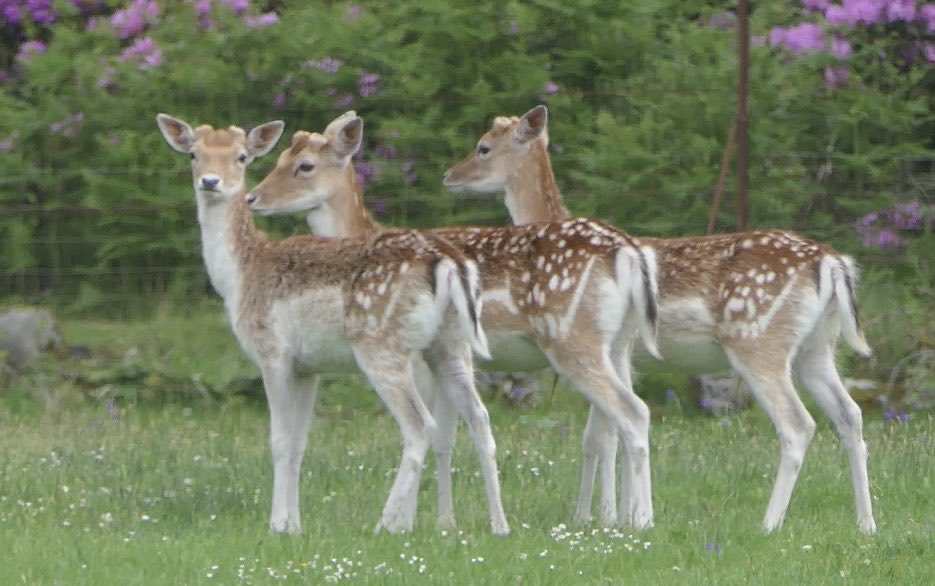 RusselWarren2's tweet photo. Fallow Deer at Lochbuie, Isle of Mull a couple of weeks ago.  @rspb @carlbovisnature #lochbuie #mull #scotland https://t.co/2Wee2n2aku
