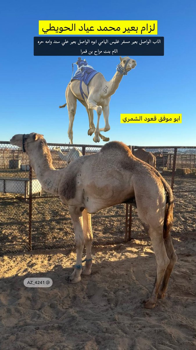 az_4241's tweet photo. لزام بعير محمد عياد الحويطي
الاب الواصل بعير مسفر غليس اليامي 
ابوه الواصل بعير علي سند وامه حره 
الام بنت مزاح بن قمرا
ابو موفق قعود محمد ناصر بن مشيط المري https://t.co/y43HROnZep