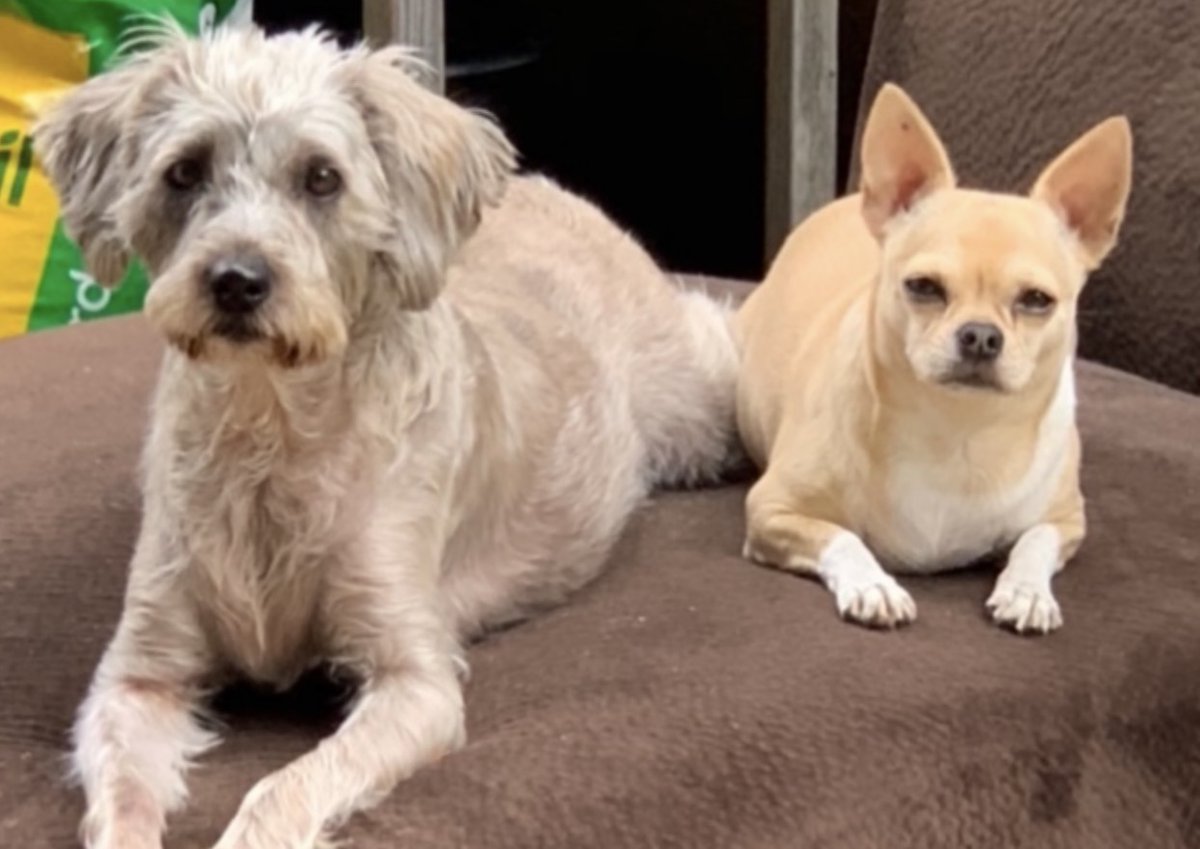 Boltergeist55's tweet photo. @AdobeWanKenobi_ Seriously, time needs to slow the fuck down.

Anyways, a Happy Dog Fathers Day to you from Kona &amp; Peanut! 🐶🤘🏻 https://t.co/RZkTGyjfSJ