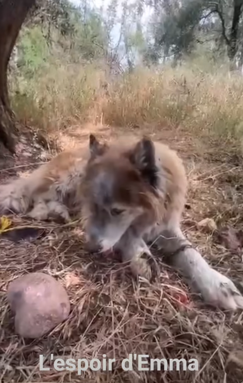 ChasseAbolition's tweet photo. ON CHERCHE LE PROPRIO EUROPÉEN DE CE #HUSKY PERDU vers #MARRAKECH ‼️
Nous avons été contactés pour un magnifique Husky retrouvé dans un village aux environs de Marrakech.
D'après plusieurs témoignages, ce loulou appartiendrait à des touristes européens.
https://t.co/AKNj5Yla5e https://t.co/oYoRCdJO6P