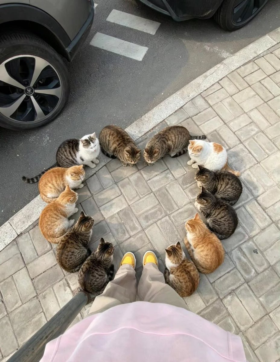 Cozypetsoo's tweet photo. https://t.co/3FQaKvELrB