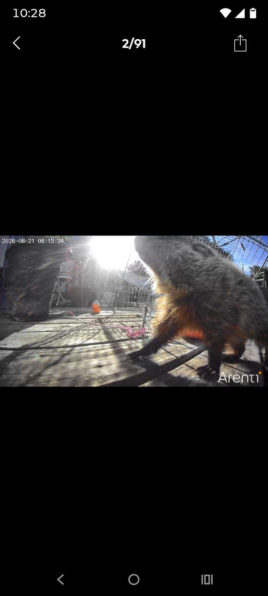 CyanideHillary's tweet photo. I'm so fucking exhausted. Got two cats trapped for tomorrow. My arm is hurting and swollen from my vaccine last week still. covered in cuts and bruises from the broken pipe situation. My surgery is Friday and I have appointments every day until then(bby groundhog) https://t.co/JCOE9UBJv1