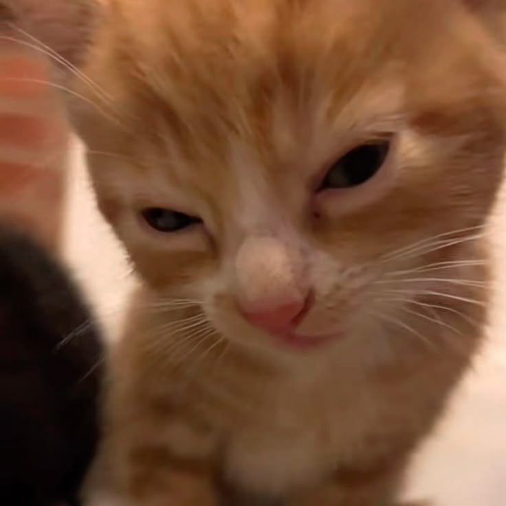 鵂鶹 - 至高大法師 tweet media