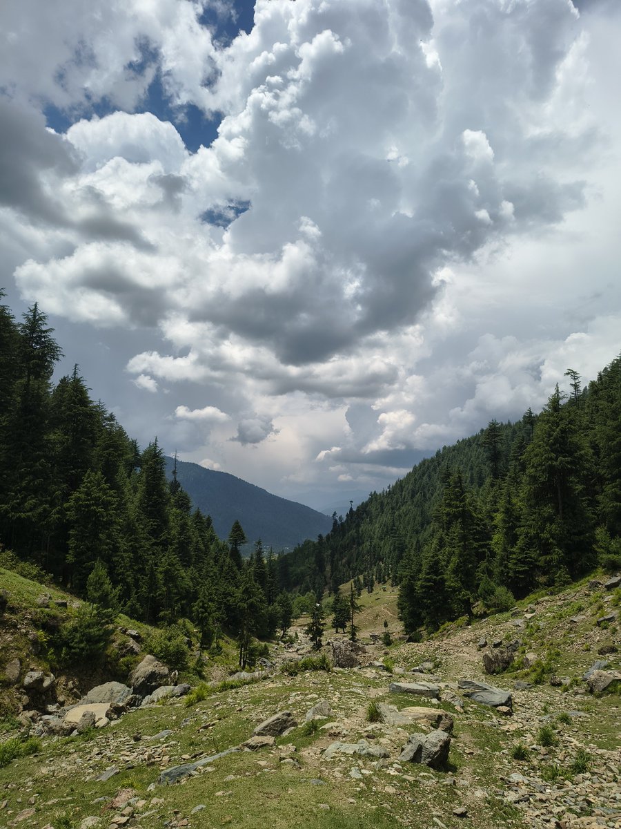 halcy0n_0's tweet photo. 🌲🌤️ https://t.co/FhSC6Z7QtO