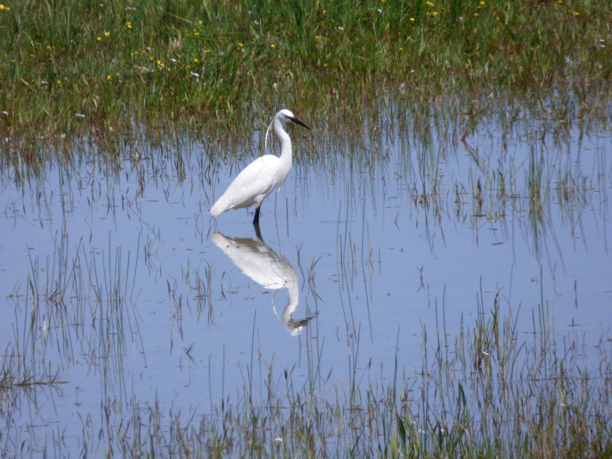 Pensthorpe's tweet photo. Whatโs been spotted over the past week?
๐ฆ Common Sandpiper
๐ฆฆ Otter
๐ชถ Little Egret (๐ธ)
๐ Grass Snake
๐ Norfolk Hawker
#PensthorpeSightings #DiscoverWildlife https://t.co/KHWamVRQ22