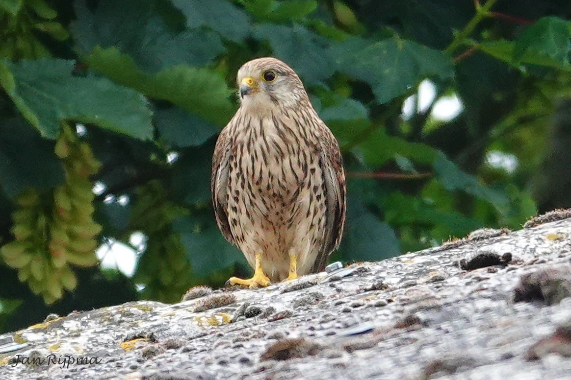 RijpmaJan's tweet photo. Lykele  Zwanenburg en Hans Docter van de Kerkuilenwerkgroep kwamen afgelopen week bij Roelien en Freek de torenvalken(3) en kerkuilen(5 jongen en de Moeder) ringen, wegen en meten. https://t.co/qkpg6gdJI2