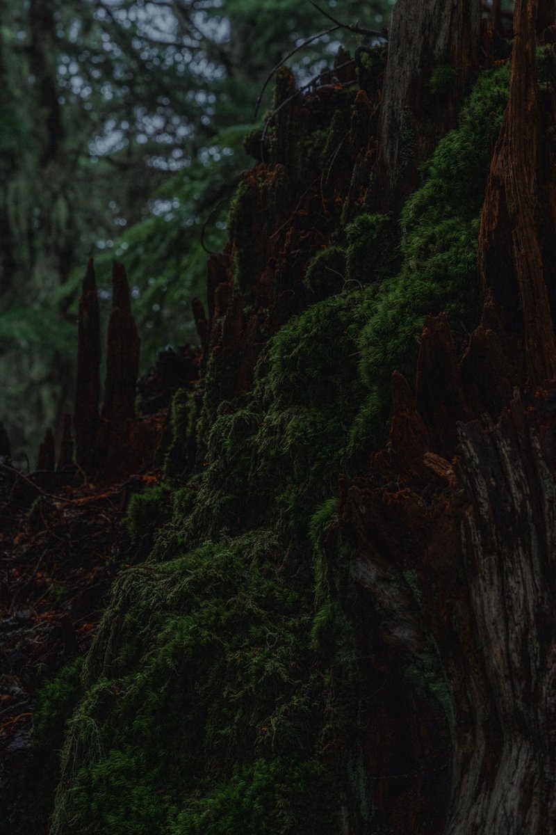 blodgrevinnen's tweet photo. verdant https://t.co/mpagrxNHJ7
