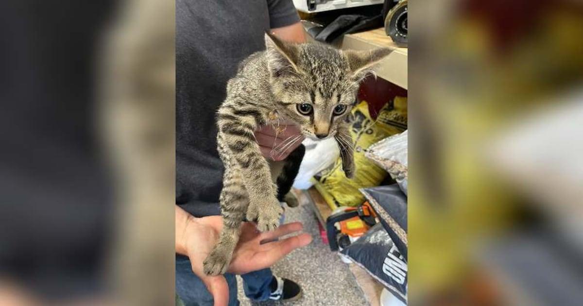 whiotv's tweet photo. Firefighters rescue kitten from car engine compartment https://t.co/KDUxCZuS9J https://t.co/VtdkpE51Go
