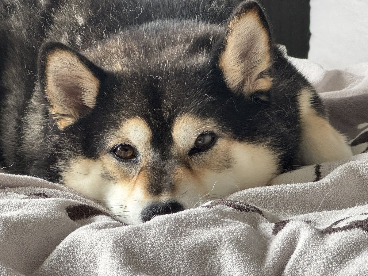 NEW_JIN_2020's tweet photo. おはわん #柴犬 #黒柴 #shibainu #柴犬のいる暮らし https://t.co/OWrqLuxdna