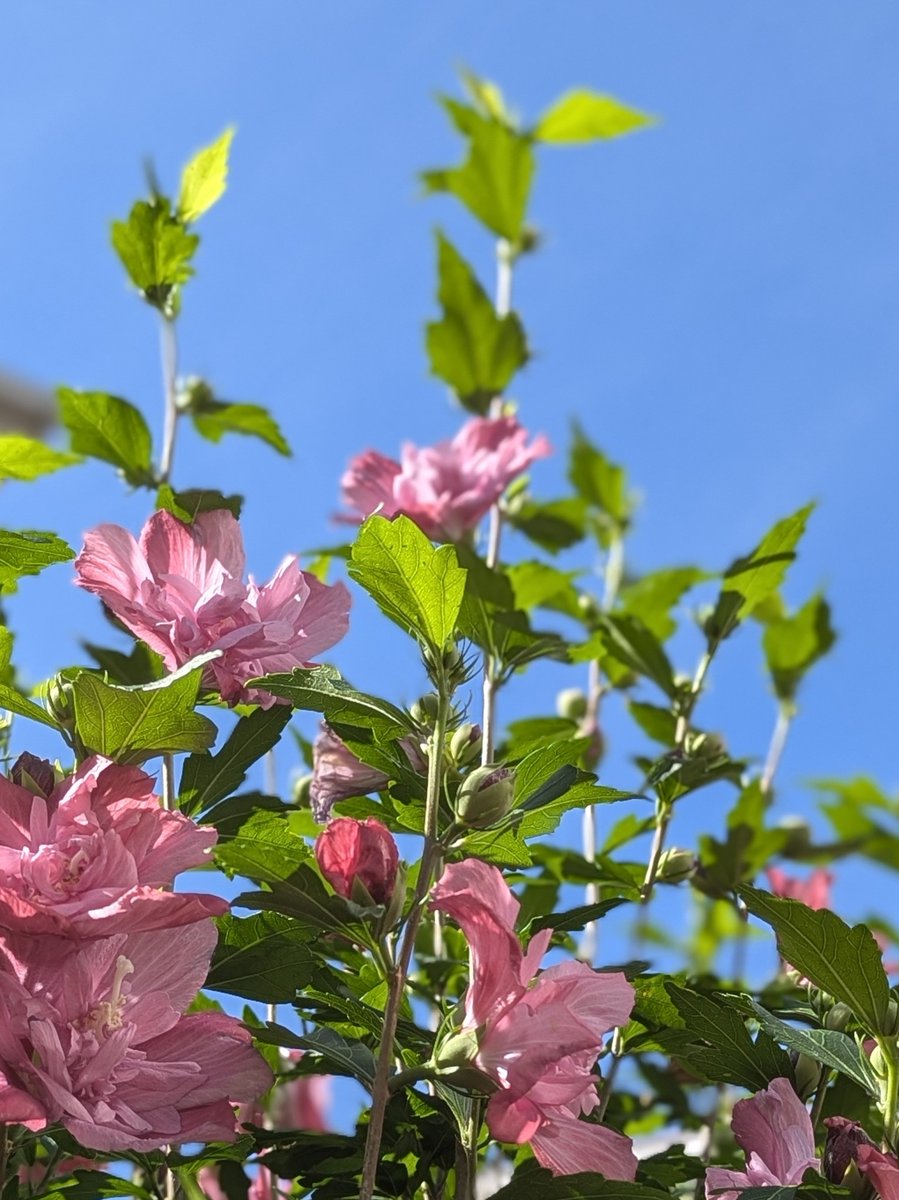 Chan45130813's tweet photo. 🌸おはようございます☀🤗
家の周りをウォーキングしていたら
不屈の精神を象徴する「ムクゲ」のお花が 快晴の空に向かって輝いていました✨🌺🌿
私も負けないわ✨✨✨

あなたの１週間が笑顔でありますように🤗🌸✨❀✻*
＃キリトリセカイ
＃おはポス https://t.co/L9sIWzZCVO