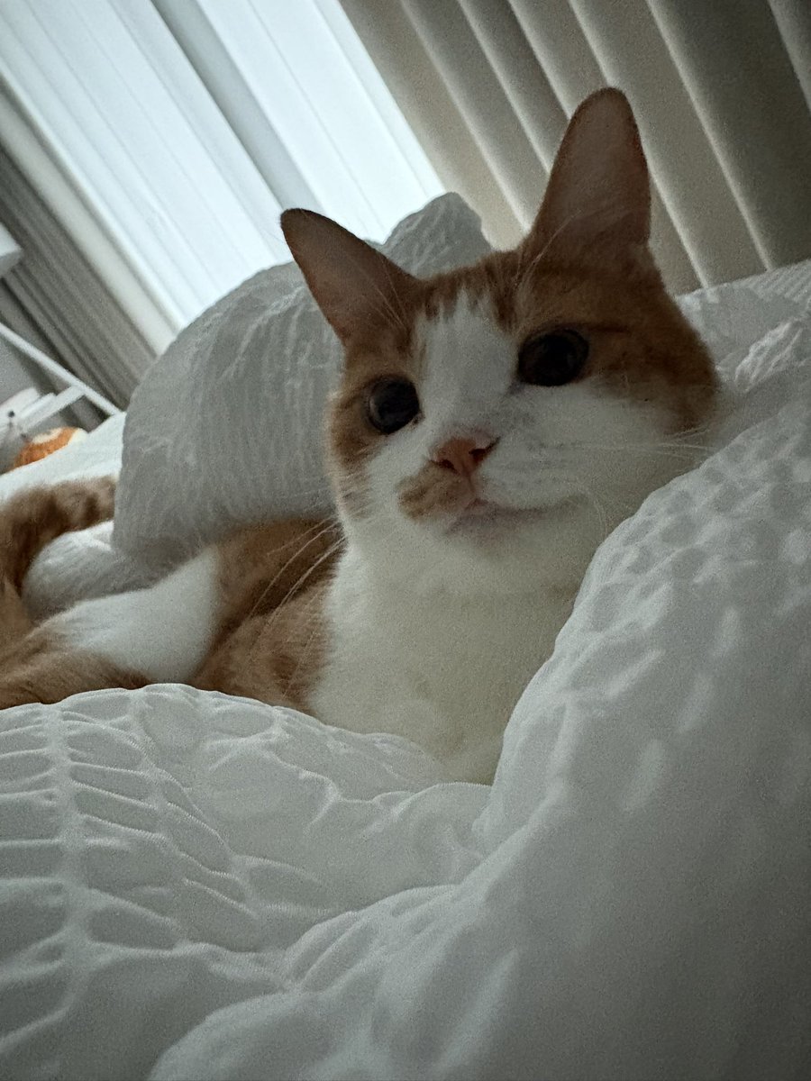 담이냥이 tweet media