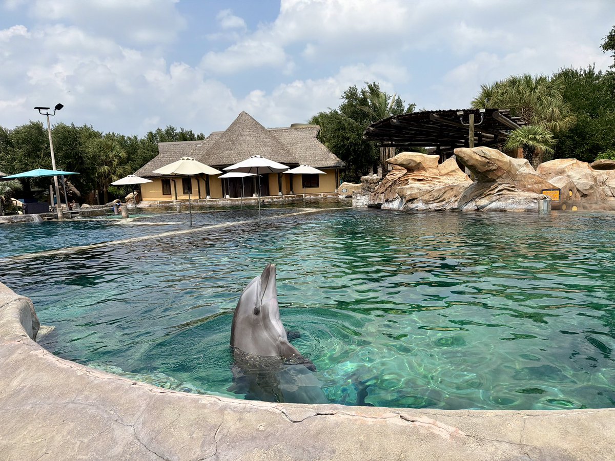 SoCal360's tweet photo. After visiting SeaWorld San Antonio 6 times, today was our 1st time discovering another section of the park w/Dolphins, shark tank and a huge aquarium!

We never knew this area existed because it’s hidden & located near the park exit, we always thought it was a separate paid experience. It’s actually free to enter!