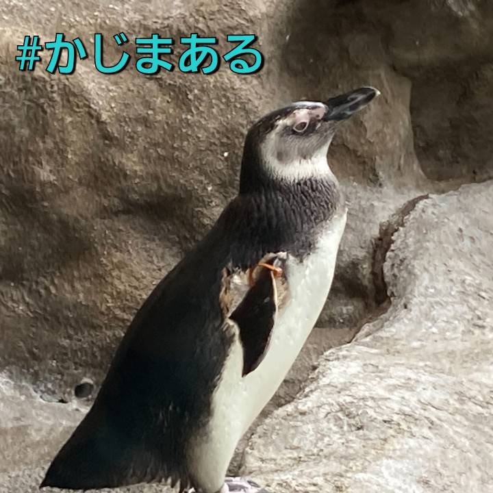 kajimaru2014's tweet photo. #しながわ水族館 に行ってきました🐬
暑さや天気を気にせず楽しい時間を過ごせてありがたいです✌️

家事は家事代行に任せて、レジャーに繰り出しちゃいましょう♪
ご用命お待ちしております。

#家事代行
#かじまある
#かじまあるスタッフ🐷
#水族館 https://t.co/eVCJgfNSEU