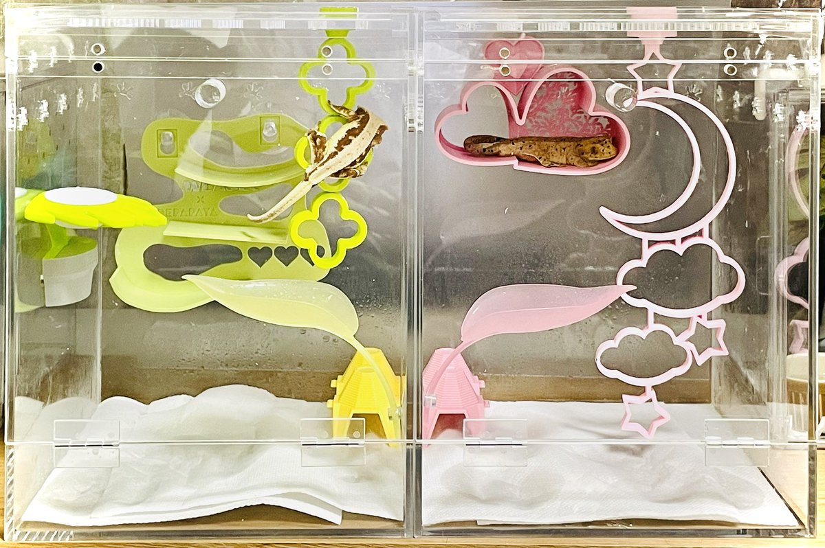 sayoshi_uo's tweet photo. 我が家で1番かわいいスポットになった
ゆめかわ꒰ᐢɞ̴̶̷ ·̫ ɞ̴̶̷ᐢ꒱♡ https://t.co/MCqIsMgIN5