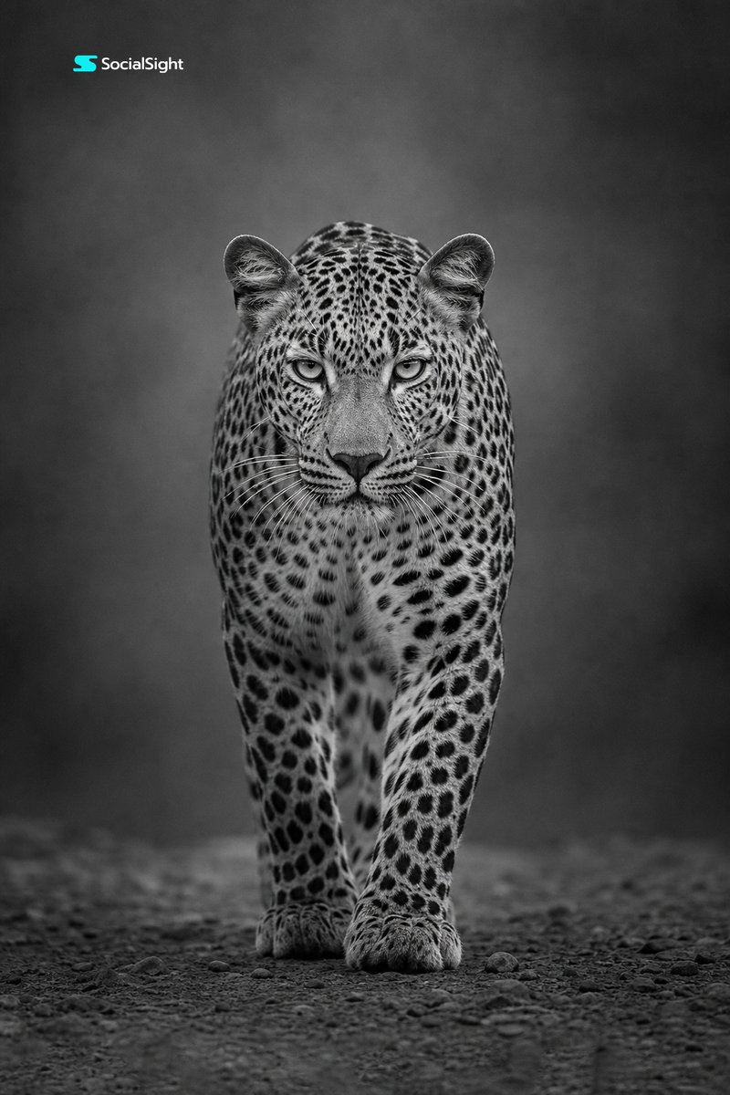 Monochrome Leopard Wildlife Portrait