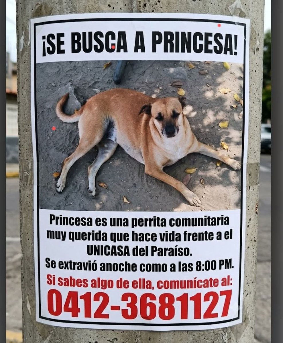 PerroUsuario's tweet photo. Se busca a Princesa en el Paraíso Caracas https://t.co/cV5OiDLtcc