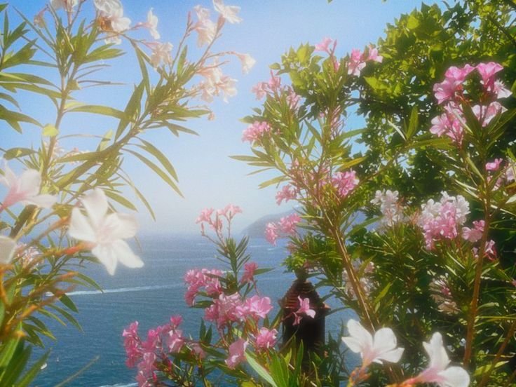elyradream's tweet photo. tropical core https://t.co/p3Xd1L4ASK