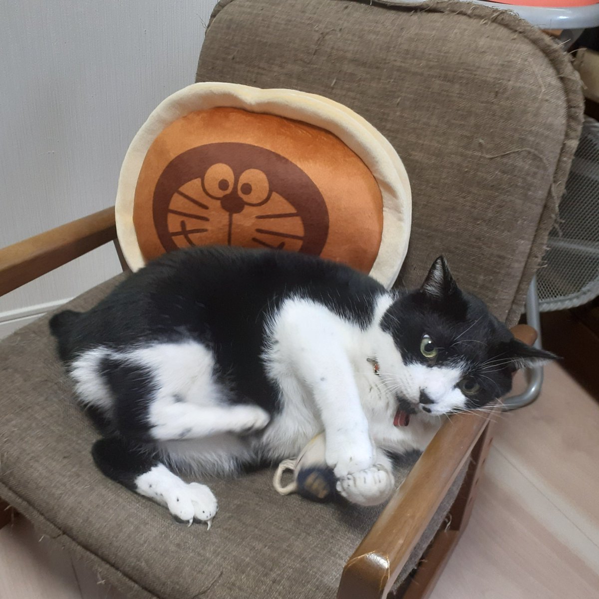 tomhig1's tweet photo. ドラえもんと違いねずみは大丈夫
ねずみのぬいぐるみ掴んで足蹴にするクロスケ https://t.co/CrM2LYb8CQ