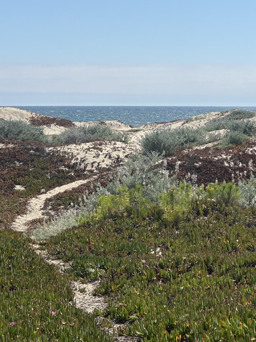 swagdra's tweet photo. Restored dunes you have restored me https://t.co/KztFeLRSOv