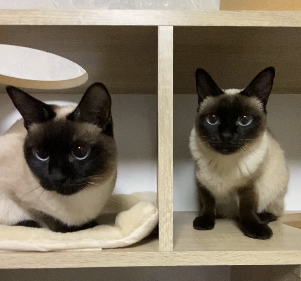 suzukipan26's tweet photo. おはようルフナ&amp;リーフ😸 https://t.co/JI7UwVgLoL