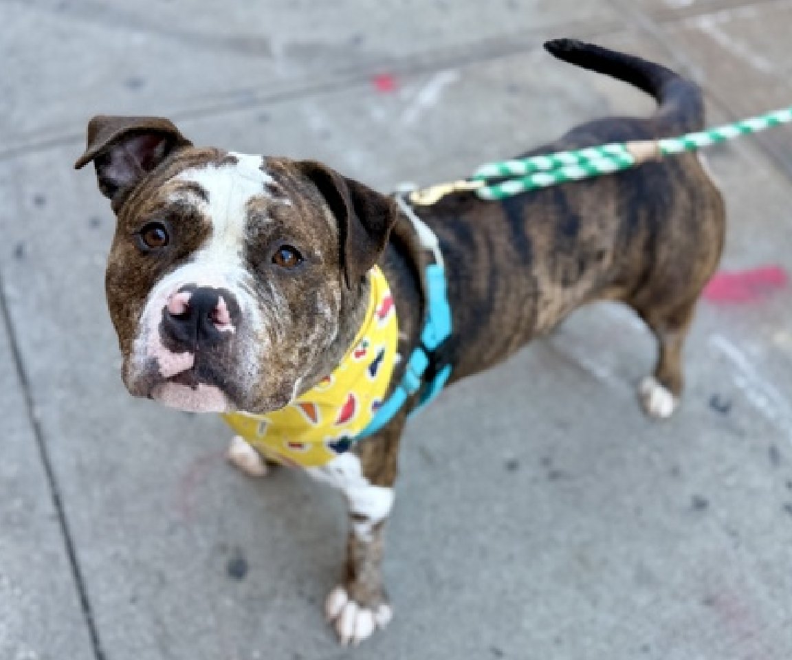 NMBewitched's tweet photo. Let me tell you a story about Tyrion Rexford 
It is a story of neglect by NYCACC 

Tyrion Rexford sat in a cage for 25 days, no one paid him any attention. We had to beg for photos.

ACC gave us photos, the day they decided to Kill List him. 

Now to @NYCMayor to @NYCHealthCommr this does not matter that their taxpayer facility neglects & abuses dogs. Kills them. Does it matter to @NYCCouncil @SpeakerMenin @HarveyforNY @nypost we will find out. 

NYCACC has the nerve to tell you he gets aroused, mounting handlers; then they tell you he is highly social & affectionate. 

Well the arousal is a lack of proper care at NYCACC always using drugs in place of proper exercise, enrichment & networking him for a home.

#RisaWeinstock tells you she is tired of "Warehousing Dogs" but I do not believe it. If she was tired she would do much more to find them homes instead of a "proper" waiting period & all that KILLING she does!

This Tyrion Rexford, he is beautiful. He is friendly, social, active, healthy and looking for a home. 
Do not give #NYC another statistic, another KILL
#Adopt  
https://t.co/BYKUT6Yn0E