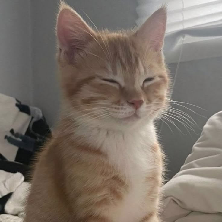 JoyRide_mp4's tweet photo. sleeping babie cat jjamie ❤️ https://t.co/DcAjDwb8H1