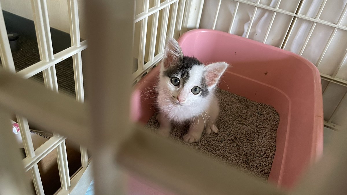 yaskaz's tweet photo. おはよう子猫 https://t.co/MhTMKPJC5n