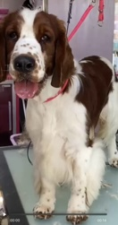 millypod1's tweet photo. 🆘15 JUNE 2026 #Lost Liam #ScanMe #STOLEN?? Welsh Springer Spaniel Male #STILLMISSING #EppingForest #IG10 #Loughton #Essex  
Newly placed Nervous Rescue https://t.co/nSRMzYM76i https://t.co/o0stW1wfgG