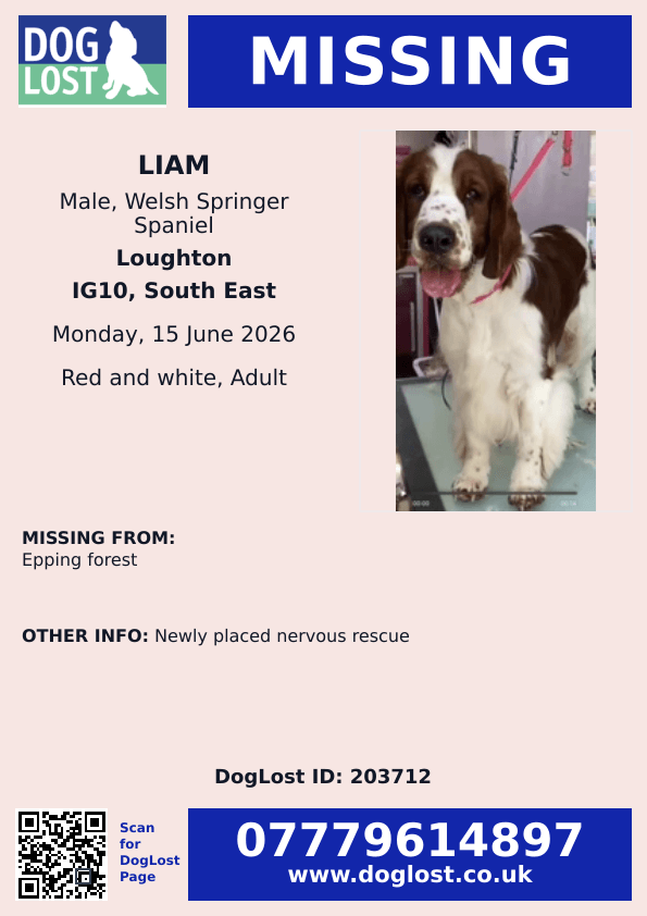 millypod1's tweet photo. 🆘15 JUNE 2026 #Lost Liam #ScanMe #STOLEN?? Welsh Springer Spaniel Male #STILLMISSING #EppingForest #IG10 #Loughton #Essex  
Newly placed Nervous Rescue https://t.co/nSRMzYM76i https://t.co/o0stW1wfgG