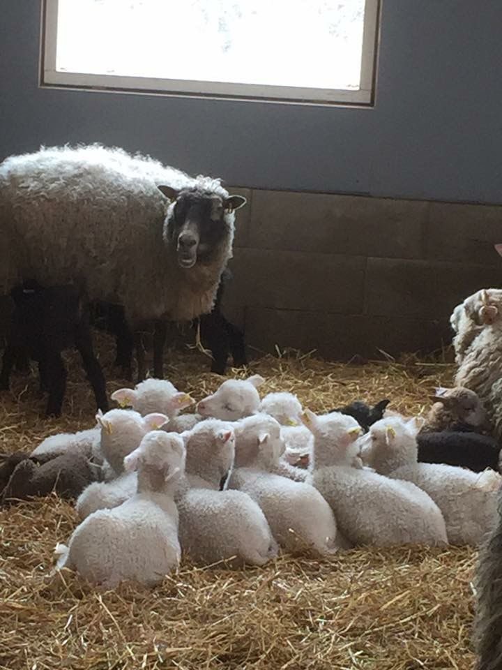 sheep tweet media