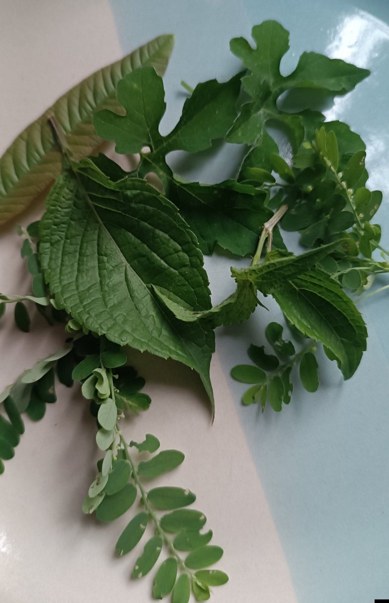adebisiloh's tweet photo. @HerbalistChief These are my regular antibiotics,twice a week. I get them from my garden readily
2 Scent leaves
Stone breaker
2guava leaves
2 bittermelon leaves
I Rinse and chew.
  I always feel good thereafter. https://t.co/JXMlD2sxlw