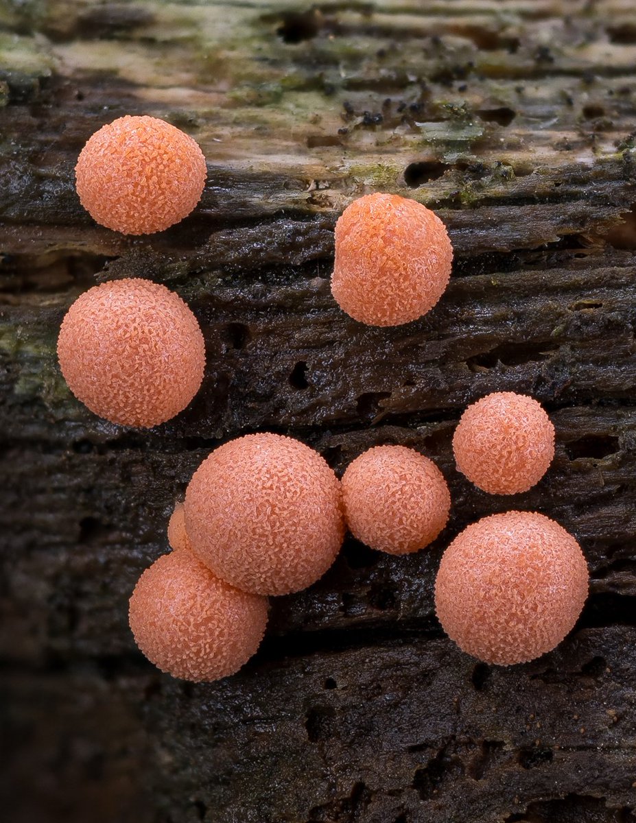 LukesMushrooms's tweet photo. Recent weeks were great for slime molds in the forests I managed to visit. And I took some detailed pictures 📸
🌍 Lycogala epidendrum
🇬🇧 Wolf's milk
🇩🇪 Blutmilchpilz
🇨🇿 Vlčí mléko červené
🇸🇰 Vlčinka červená
🇵🇱 Rulik nadrzewny
#slimemold #SlimemoldSunday #macro https://t.co/929SAru8Vb