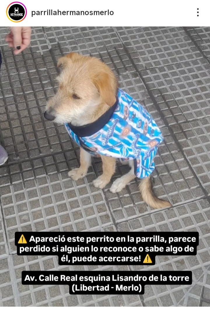PerrosdeMerlo's tweet photo. https://t.co/PeeL8NGfbO