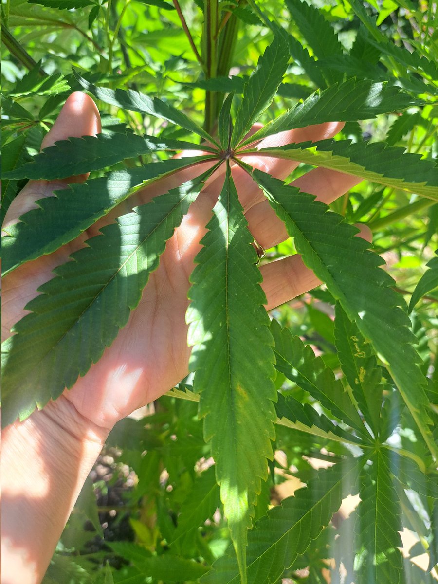 ISHIBELIEVE's tweet photo. pre 2001 Sour D by CRookedGriNN 🌲 https://t.co/x1BgqGhUzP