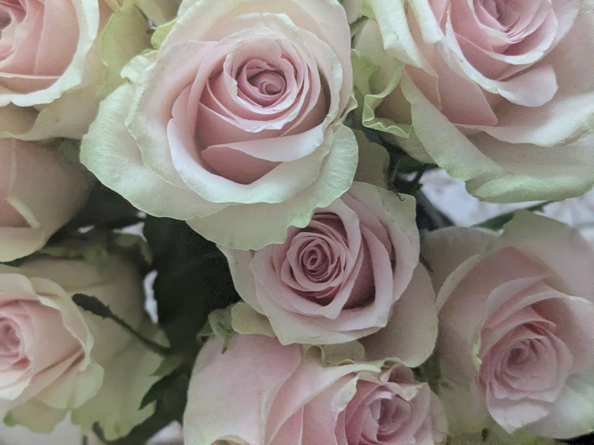 findom_pixie's tweet photo. Glorious roses that were gifted to me recently. Who's sending for the next bouquet? 💐 https://t.co/c6xeJiC4yn