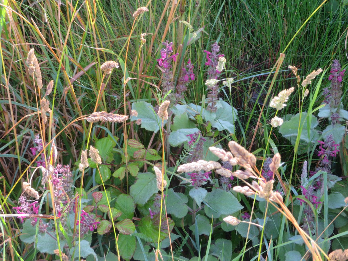 AlasdairGordon1's tweet photo. .@wildflower_hour @Love_plants @BSBIbotany @CPRE @NorthCornwallNT Red dead Nettle on the path from Pentire Farm to Pentire Point this morning. #RedDeadNettle #DeadNettle #wildflowerhour #flowers #PentirePoint #NewPolzeath #Cornwall https://t.co/juQtoIIaDi