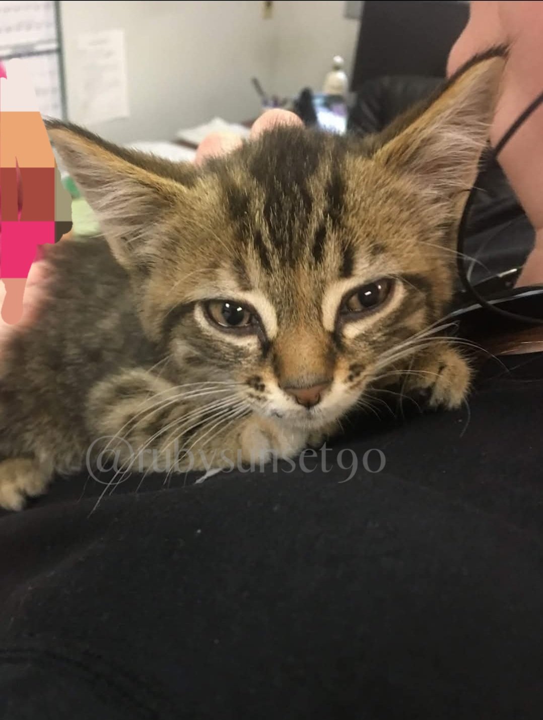 1 pic. On my birthday 9 years ago, I found a little kitten under the hood of my car. She was instantly mine and has been by my side ever since 😸🫶🏼 happy gotcha-day Ethel 🐾 https://t.co/MWqsY3Yr7P