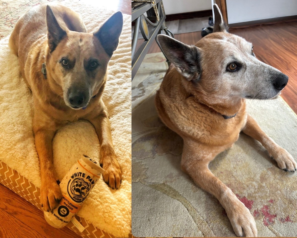 zee_taher's tweet photo. @dog_rates Guilty of this crime with my little bro!!😘 Rocco at 2 yrs old and 8 yrs old!
He keeps mum and dad young!! https://t.co/sgL3UzkIKe