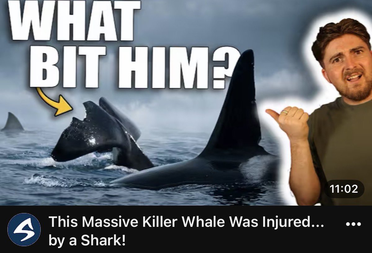 SharkBytes1994's tweet photo. BRAND NEW #SHARKBYTES! Did you know that once upon a time, one of the largest species of Killer Whale in the world was on the receiving end of a shark bite!? But which shark species did it? Find out more via the Shark Bytes homepage here: https://t.co/yJaq1UANzi https://t.co/9MevYsXHvk