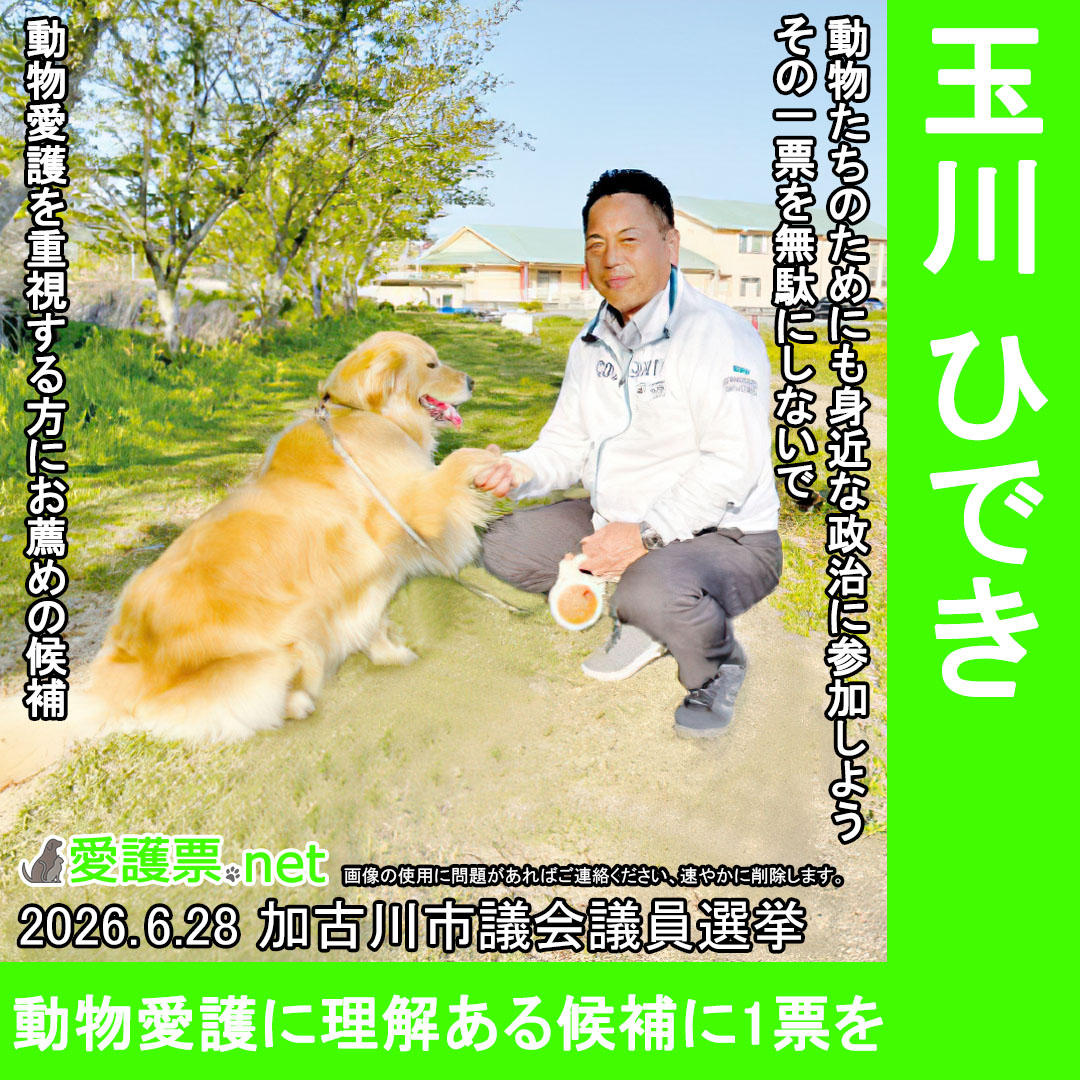 aigohyo's tweet photo. #加古川市

本人の公式サイトでも、地域猫対策、保護犬猫支援、動物との共生社会の実現を明記

#動物愛護 にも目を向ける候補を応援しよう

#加古川市議会議員選挙
#玉川ひでき

選挙期間中 #拡散希望

詳細は愛護票.netに掲載→https://t.co/aLkBY2LTct

#保護猫 #保護犬 #地域猫 #選挙に行こう https://t.co/1kiOOXPuTb