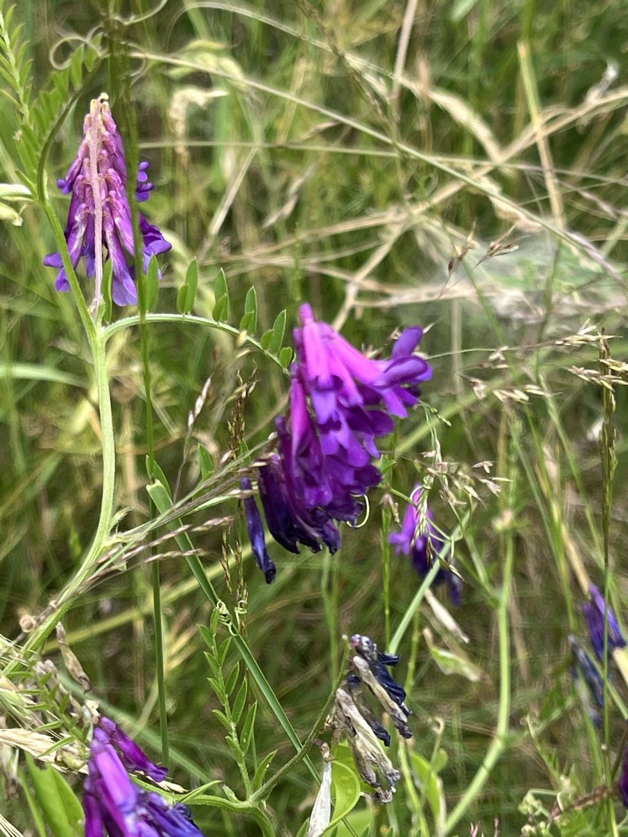 Sawitsnappedit's tweet photo. #WildFlowerHour Hairy vetch https://t.co/rJzZ3NcTK8