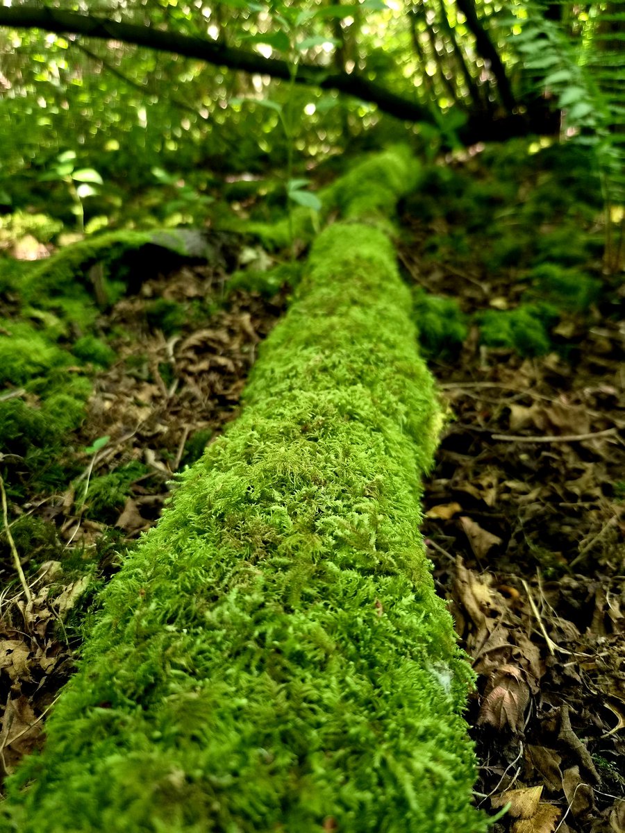 Jenneko's tweet photo. Love Moss 🟢 https://t.co/FHJeyzX4ps