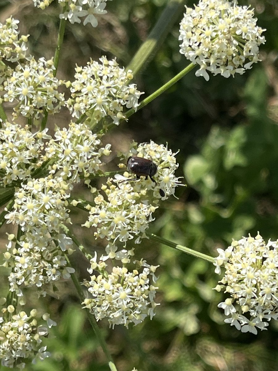 Sawitsnappedit's tweet photo. #pollinatorpals #wildflowerhour https://t.co/OKdxReE8Uc