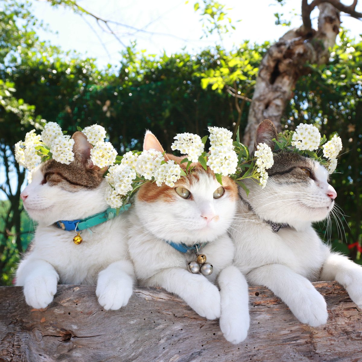 のせ猫