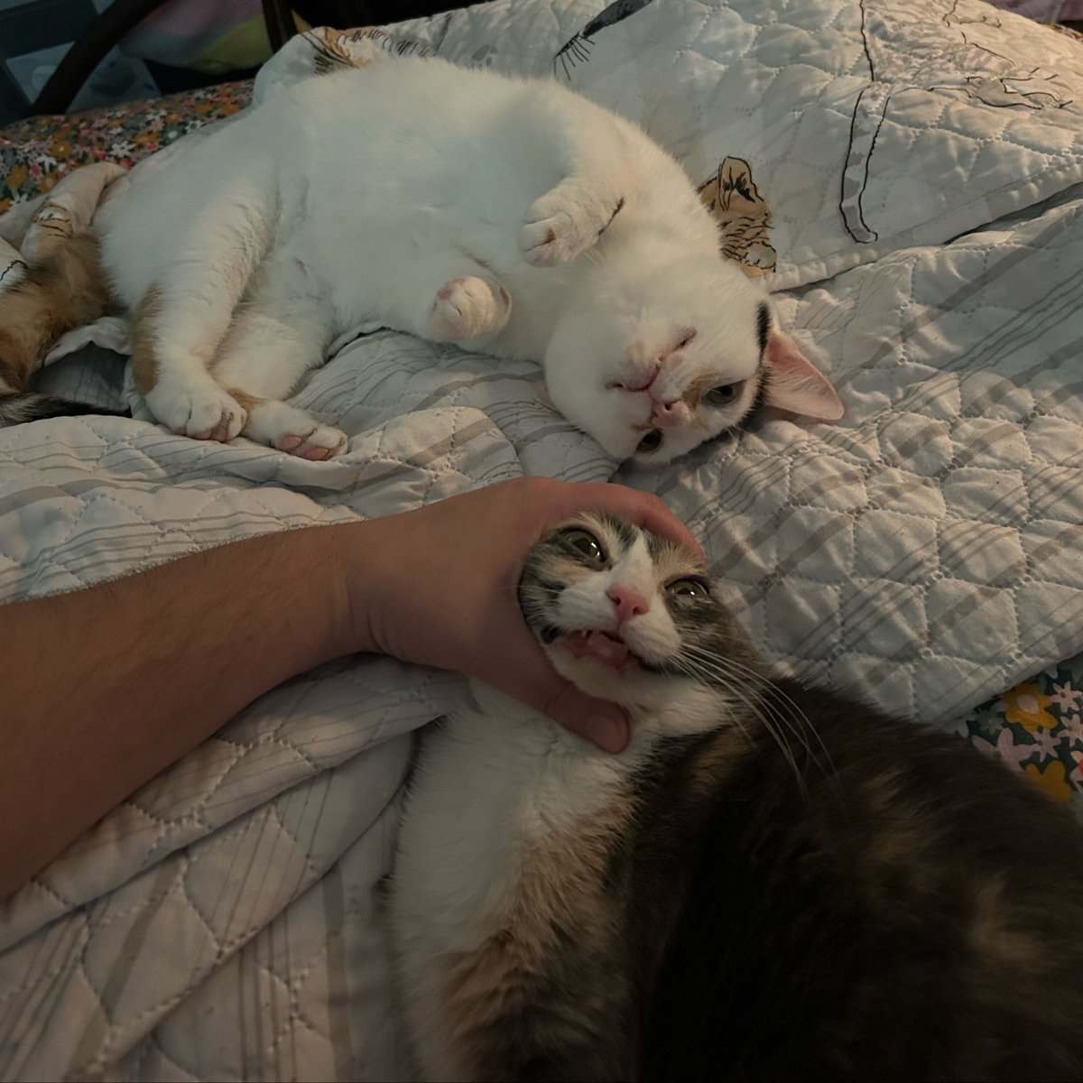 oreoeocat's tweet photo. https://t.co/GMw9ltphRN