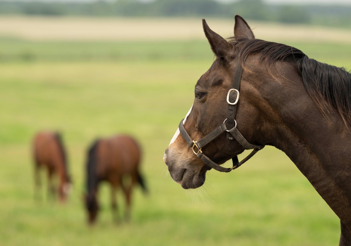shiraoifarm's tweet photo. 1歳馬の紹介にお付きあいいただきありがとうございました。見守るリードホースのレクレドールさんも元気に過ごしています。これからもみんな健やかに。 https://t.co/a0Vck1gzO4